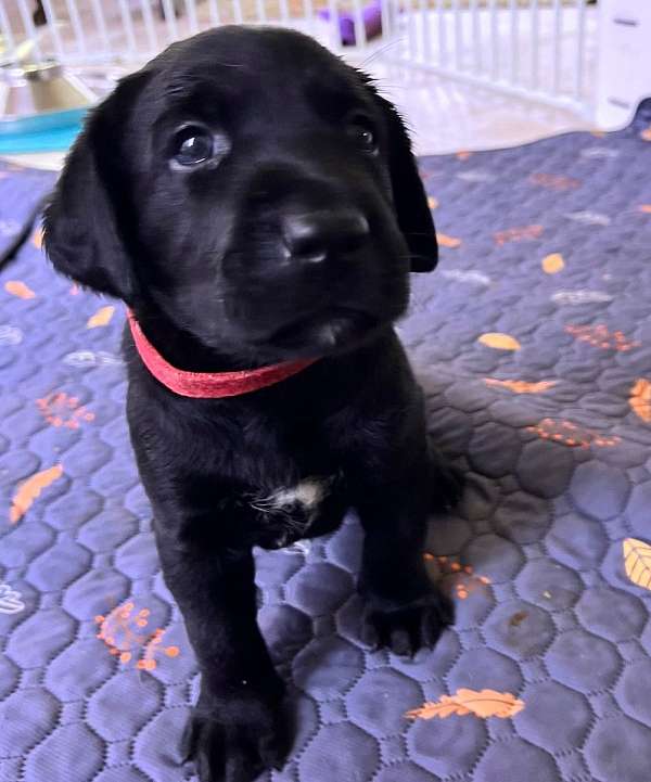 double-coated-labrador-retriever