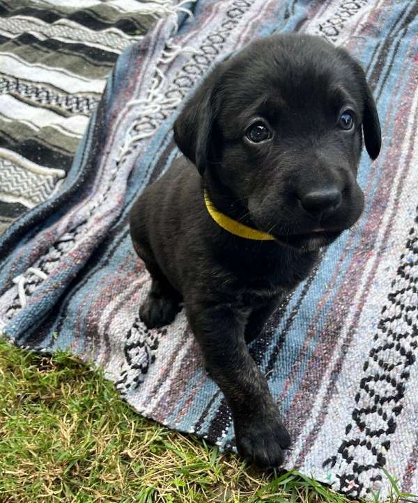 double-coated-labrador-retriever