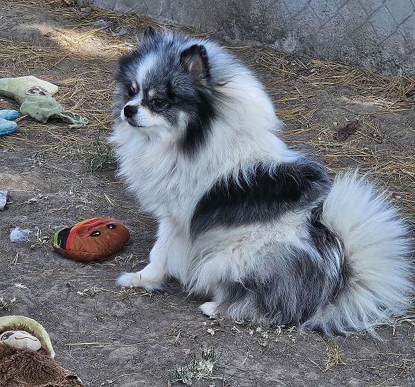 long-haired-pomeranian