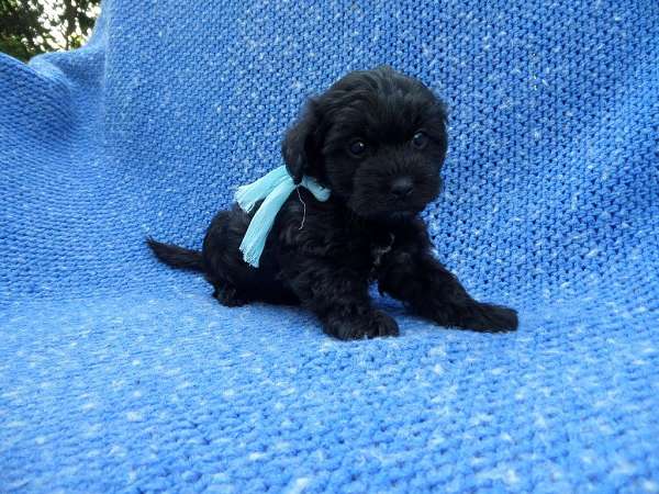 male-yorkipoo-dog