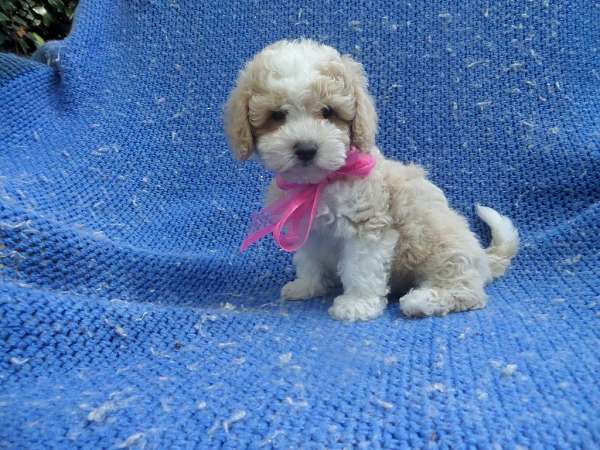 female-toy-poodle-puppy