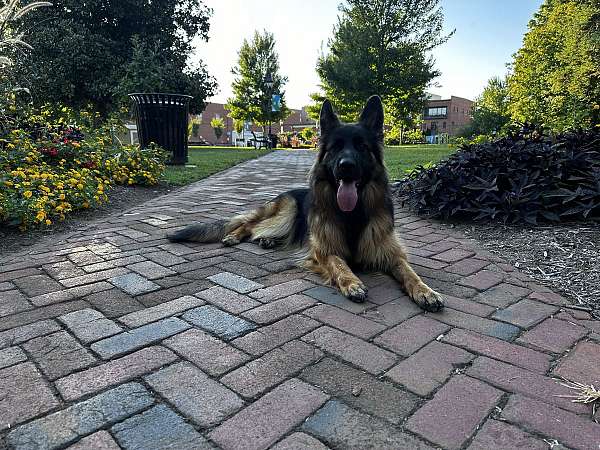 long-haired-german-shepherd