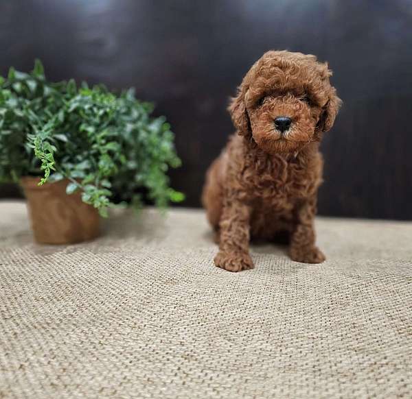 female-afghan-hound-puppy