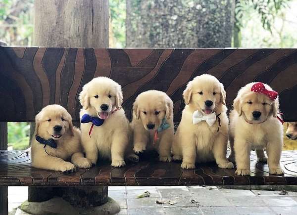 female-afghan-hound-puppy