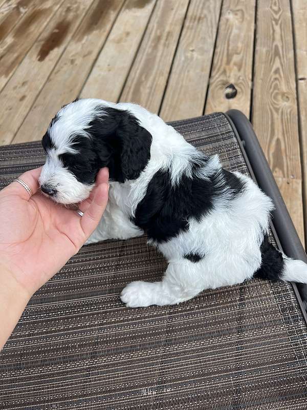 mixed-cavapoo-dog