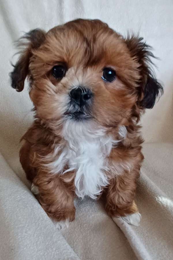 shihtzu-mix-dog