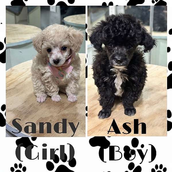 black-white-male-female-poodle-toy-poodle