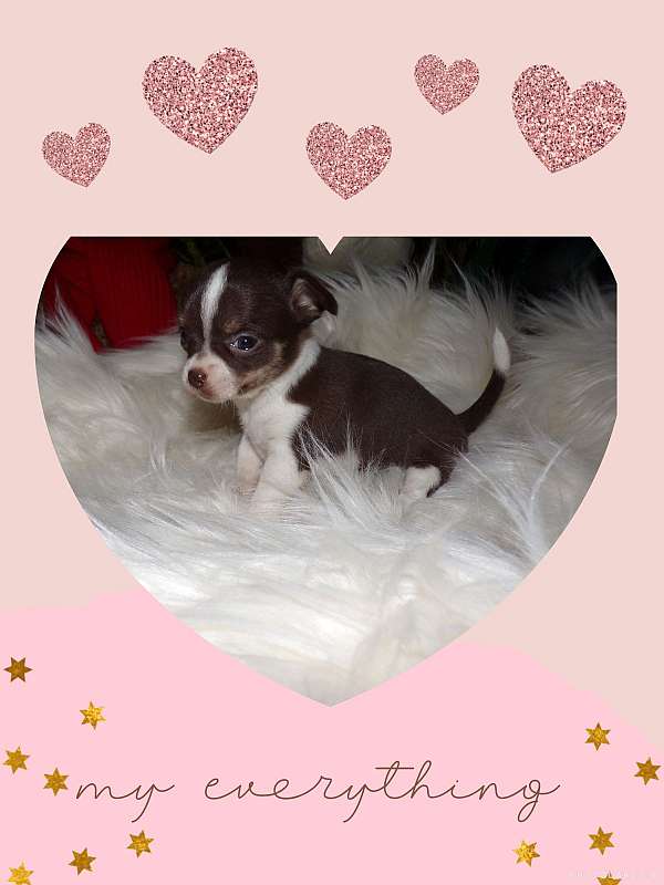 medium-chocolate-chihuahua