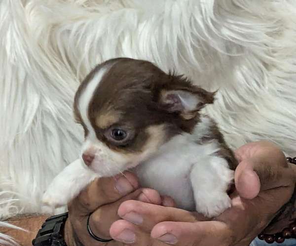 medium-chocolate-chihuahua