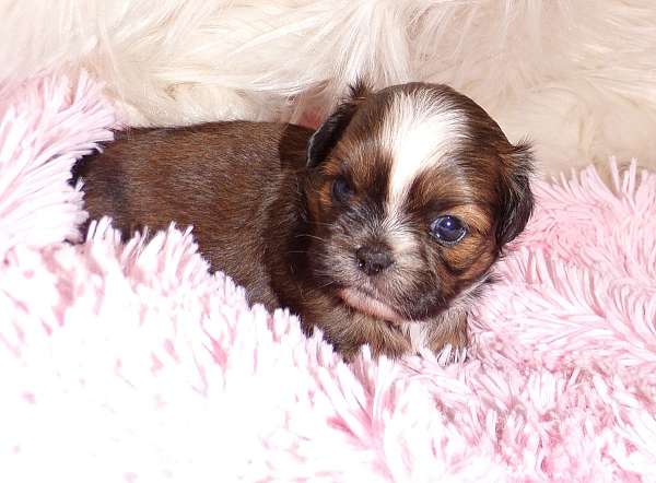 red-long-haired-shih-tzu