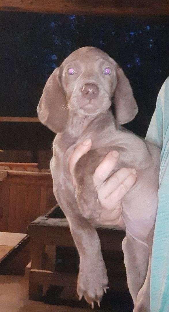 raised-indoors-weimaraner