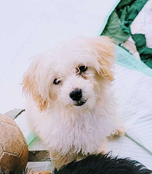 female-malti-poo-dog