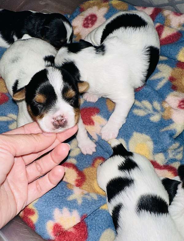 mixed-yorkshire-terrier-puppy