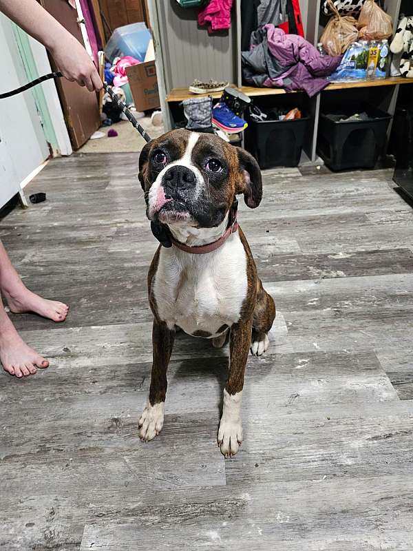 brindle-boxer