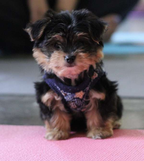 hypoallergenic-yorkshire-terrier