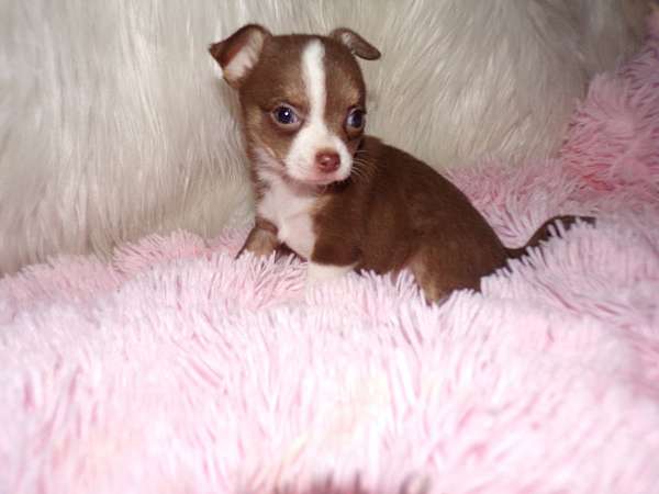 medium-white-chihuahua