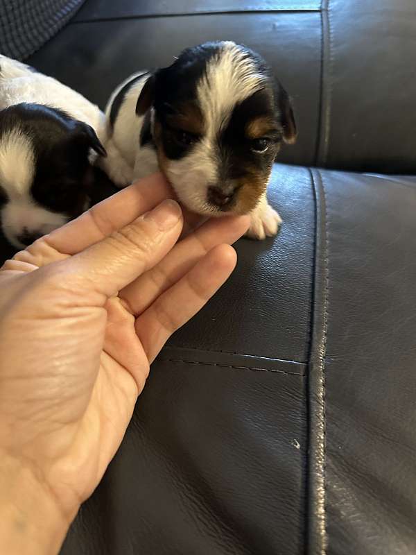 mixed-yorkshire-terrier-dog