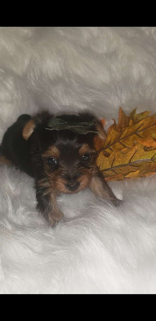 male-yorkshire-terrier-puppy