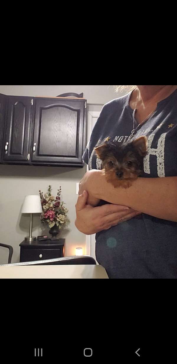 male-yorkshire-terrier-puppy