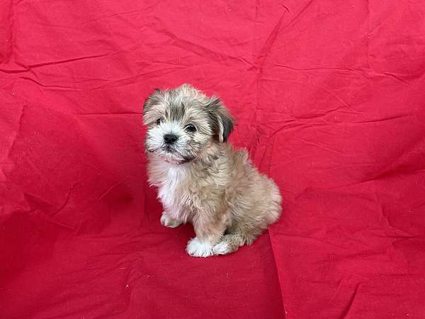 shorkie-tzu-tzu-puppy-for-sale