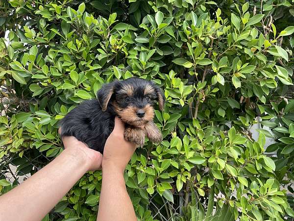 male-yorkshire-terrier-dog