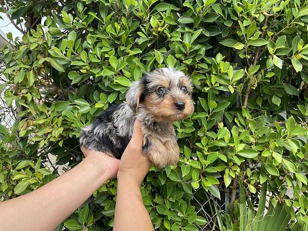 male-yorkshire-terrier-dog