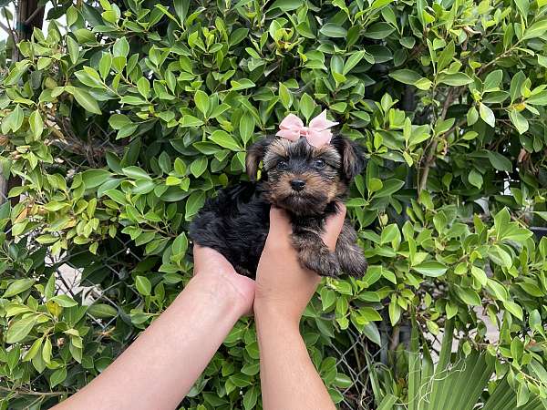 female-yorkshire-terrier-dog