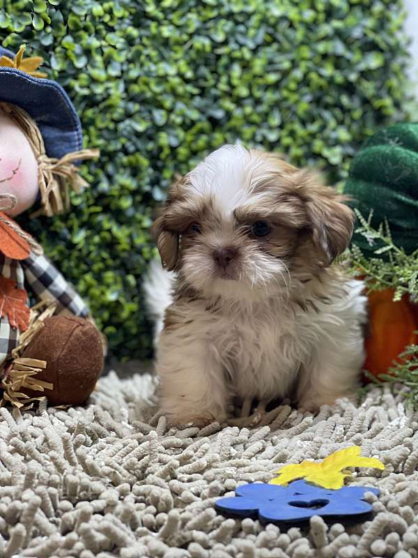 male-shih-tzu