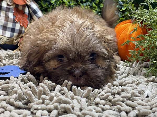 small-shih-tzu