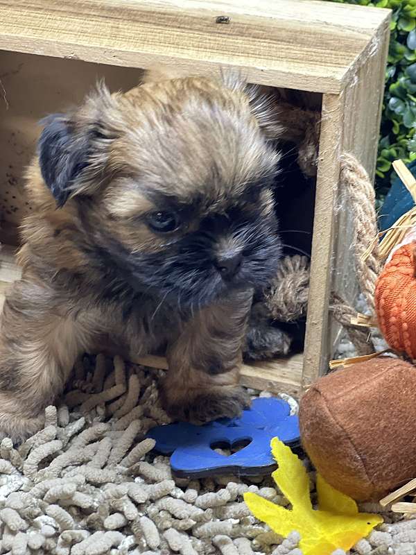 male-shih-tzu