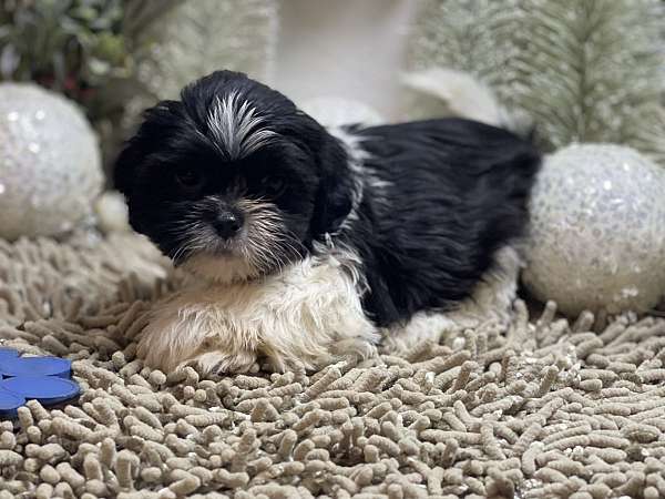 male-shih-tzu-dog