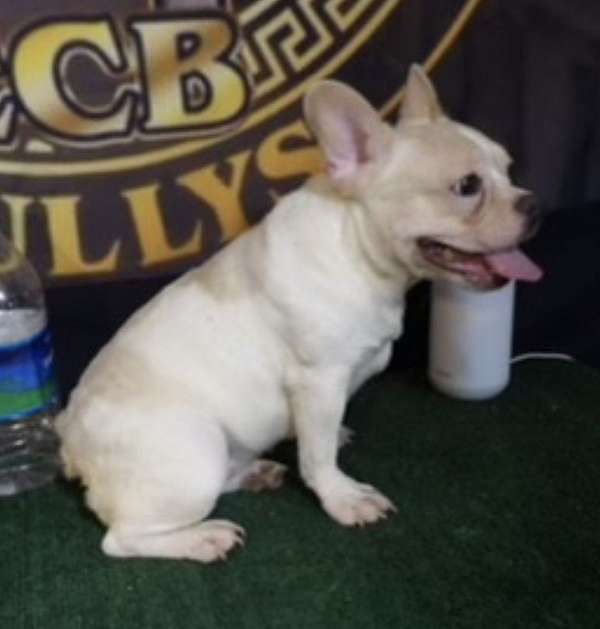 female-french-bulldog