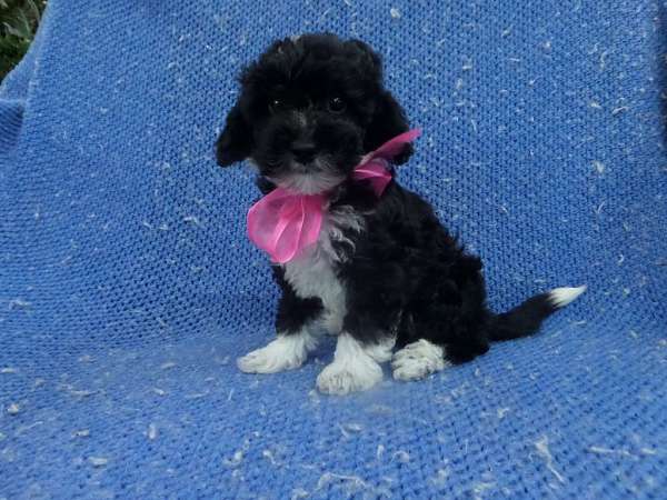 female-toy-poodle-puppy