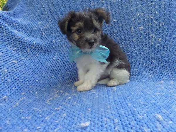 male-yorkshire-terrier-dog