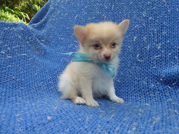 male-pomeranian-dog