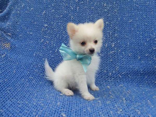 male-pomeranian-dog