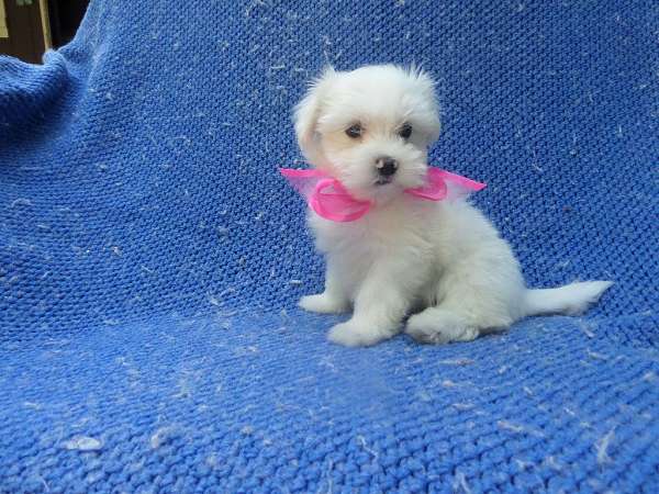 female-malti-poo-dog