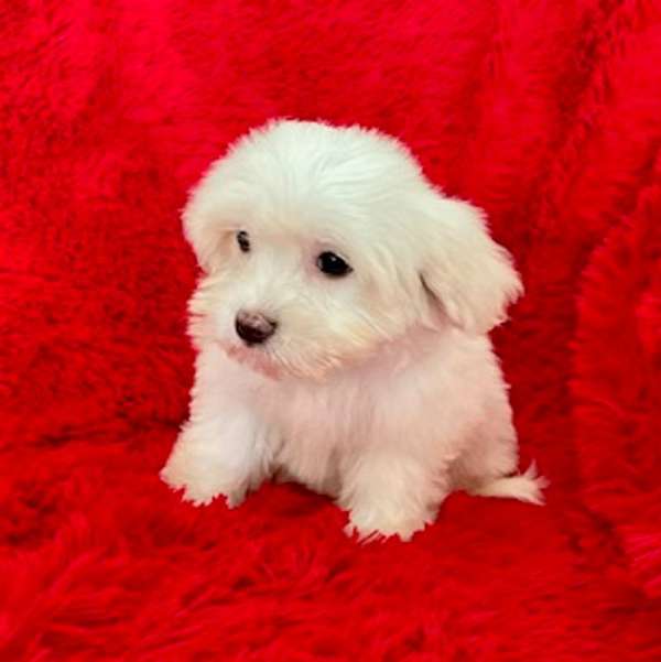 mixed-malti-poo-dog