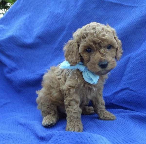 mixed-toy-poodle-dog