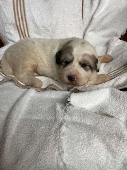 male-black-cream-long-haired-great-pyrenees