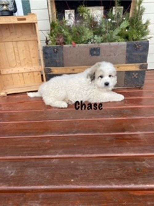 black-cream-male-great-pyrenees