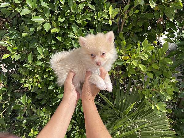 male-pomeranian-puppy