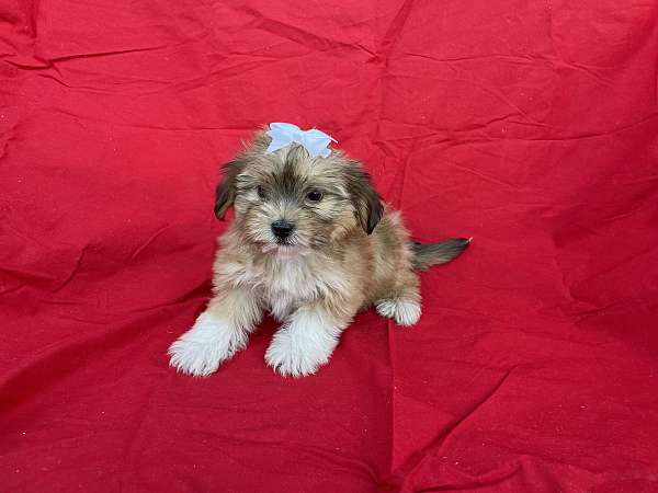 male-maltese-puppy