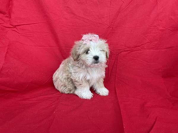 female-maltese-puppy