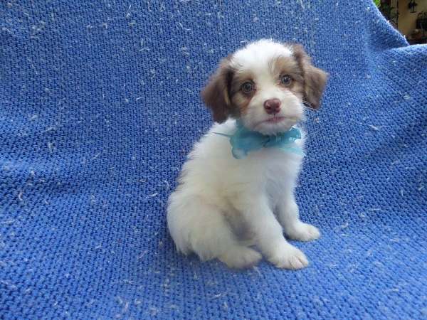 schnau-tzu-puppy-for-sale