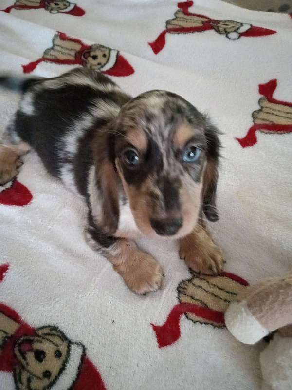 male-silver-long-haired-dachshund