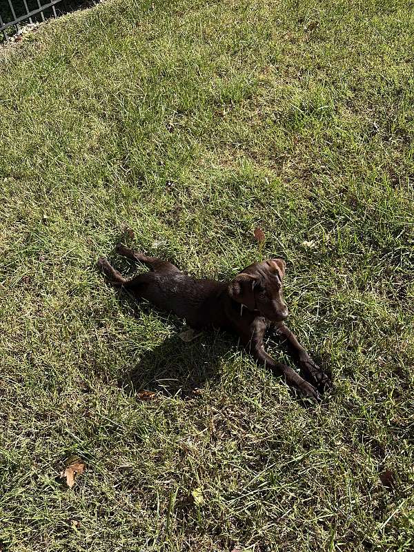 brown-straight-haired-labrador-retriever