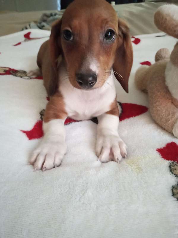 red-white-short-haired-dachshund