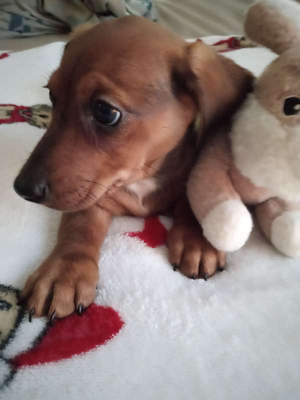 dachshund-minature