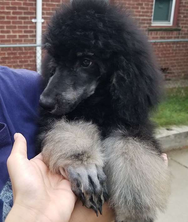 phantom-standard-poodle